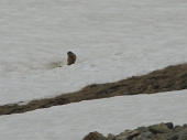 14 Marmotta sulla neve